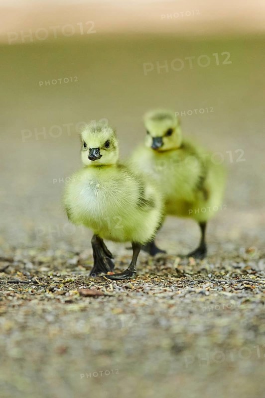 Canada goose (Branta canadensis)