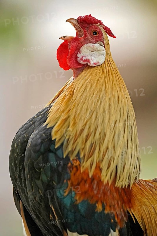 Bantam