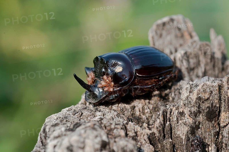European rhinoceros beetle (Oryctes nasicornis) carrying parasites on its head