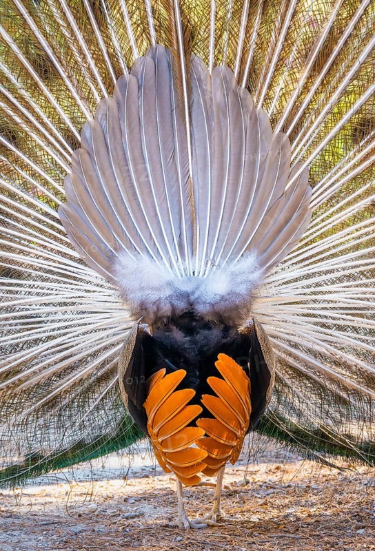 Peacock Indian peafowl (Pavo cristatus) beats wheel