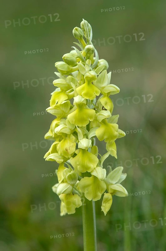 Pale-flowered orchid (Orchis pallens)