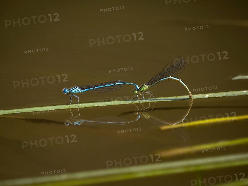 Azure damselflies (Coenagrion puella) laying eggs
