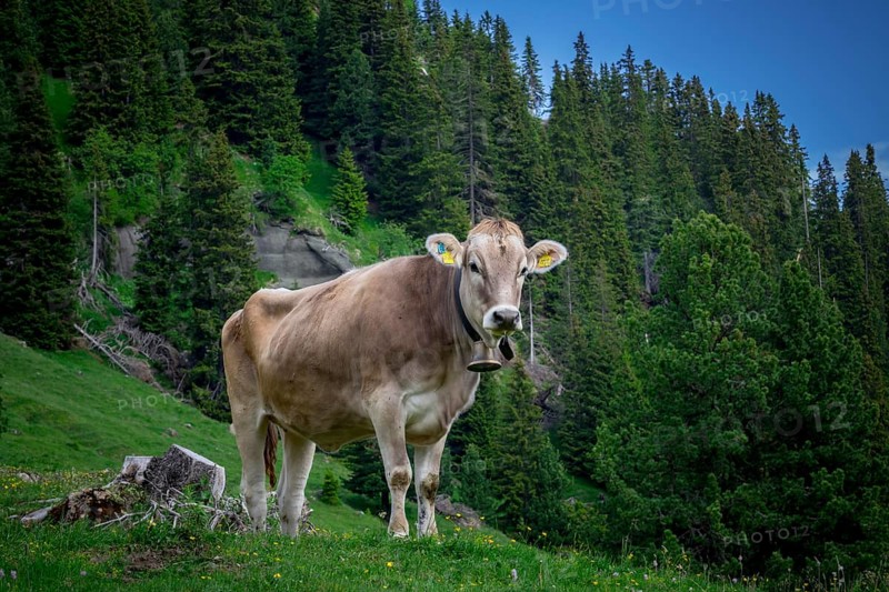 Tyrolean grey cattle on a pasture