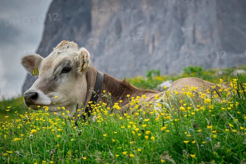 Tyrolean grey cattle on a pasture
