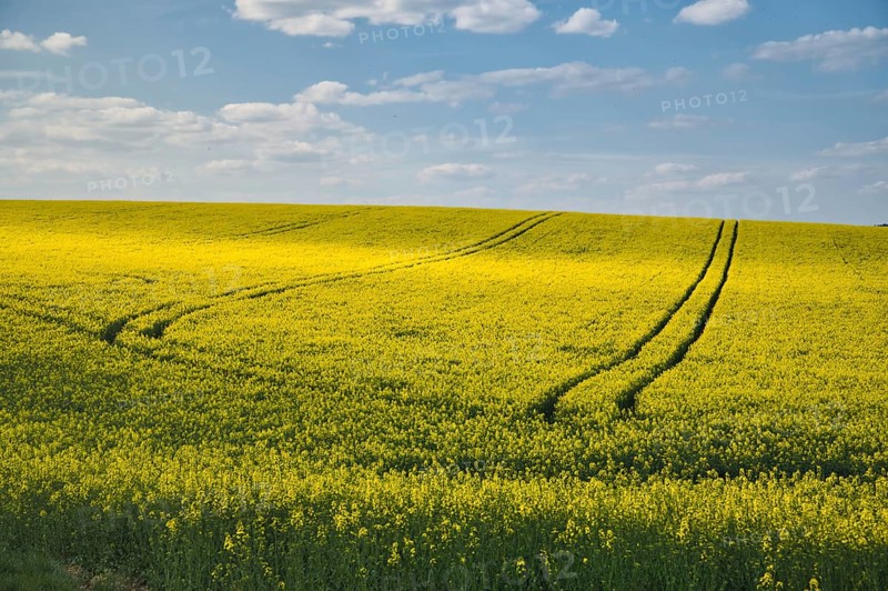 Rape field under a blue sky