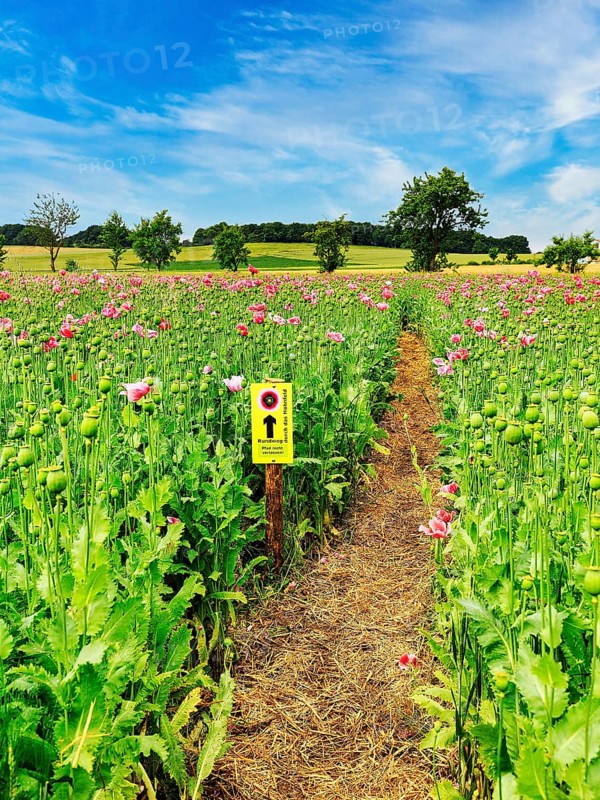Hiking trail through fields with flowering Opium poppy (Papaver somniferum)