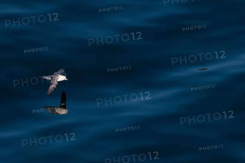 Northern fulmar (Fulmarus glacialis) in flight reflected on the sea surface