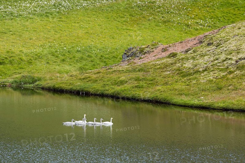 Mute swans (Cygnus olor)