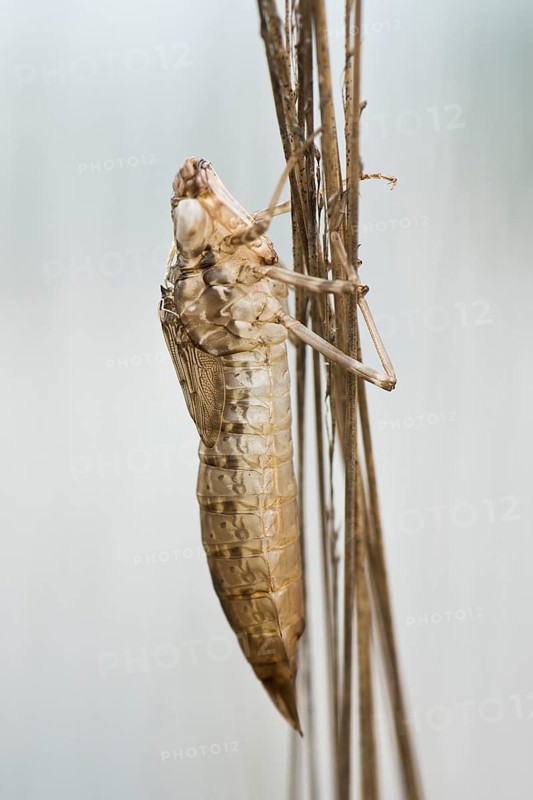 Dragonfly exuvium