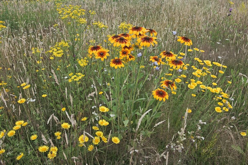 Flower meadow with black-eyed Susan (Rudbeckia hirta)