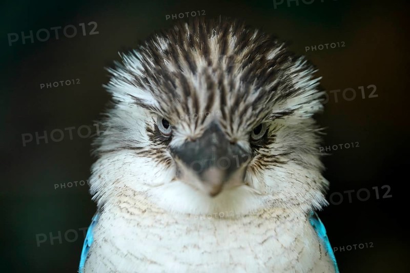 Blue-winged Kookaburra (Dacelo leachii) Blue-winged Kookaburra