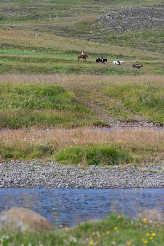 Four riders on Icelandic horses