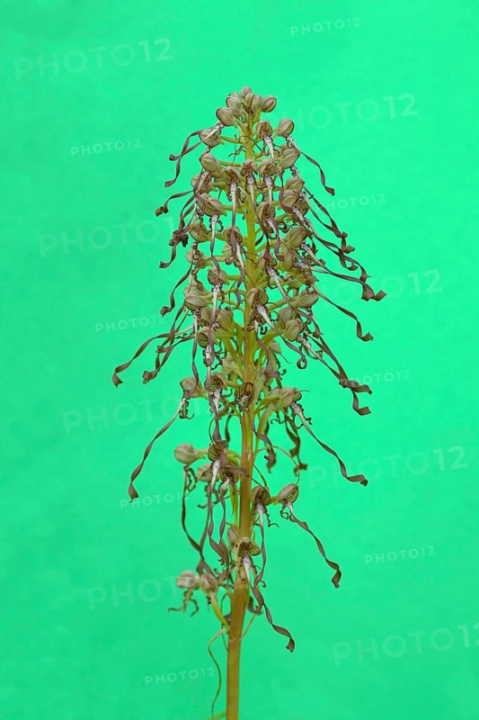 Lizard orchid (Himantoglossum hircinum)