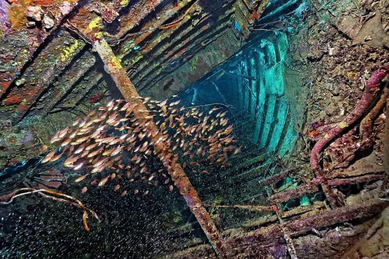 Shoal of golden Pigmy sweeper (Parapriacanthus ransonneti) swimming inside a shipwreck covered with Sponge (Porifera)