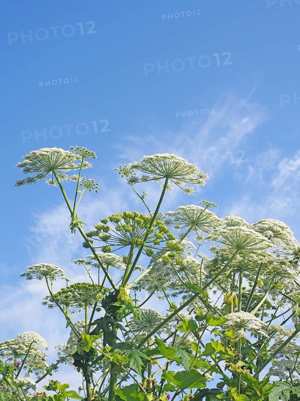 Giant hogweed (Heracleum mantegazzianum)