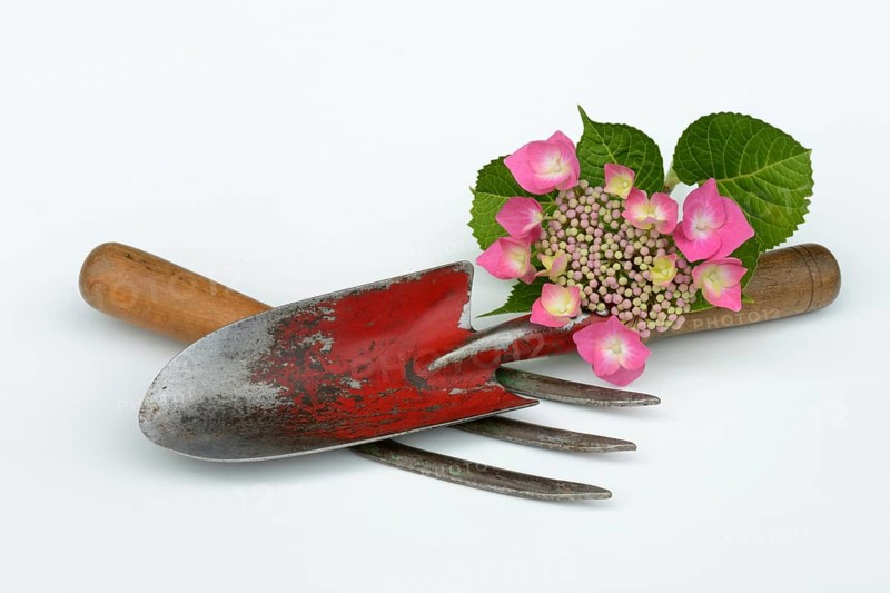 Garden tools and hydrangea blossom
