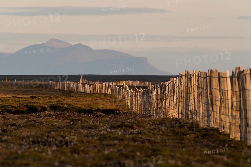 Driftwood fence