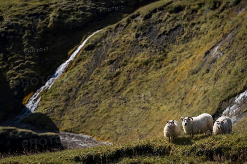 Domestic sheep (Ovis aries)