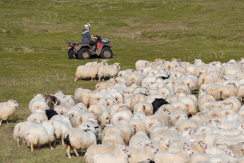 Domestic sheep (Ovis aries)