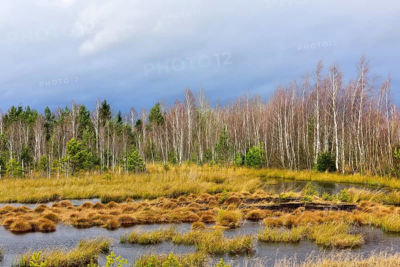 Bog pond with common Common Club-rushes (Schoenoplectus lacustris) and group of trees Common pine (Pinus sylvestris) and Downy birch (Betula pubescens) Grundbeckenmoor Raubling