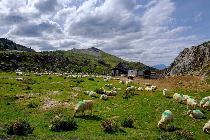 Flock of sheep