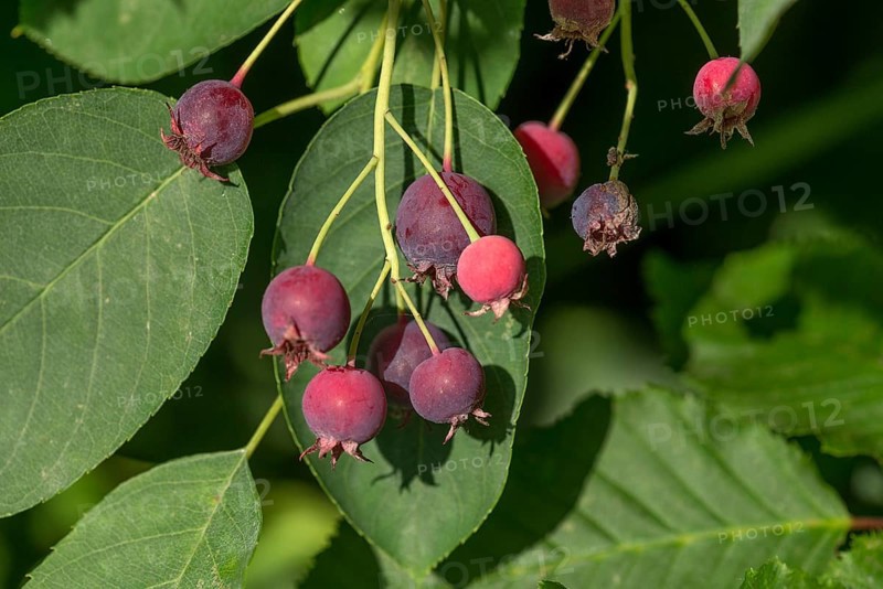 Ripe fruits of the Snowy mespilus (Amelanchier ovalis)