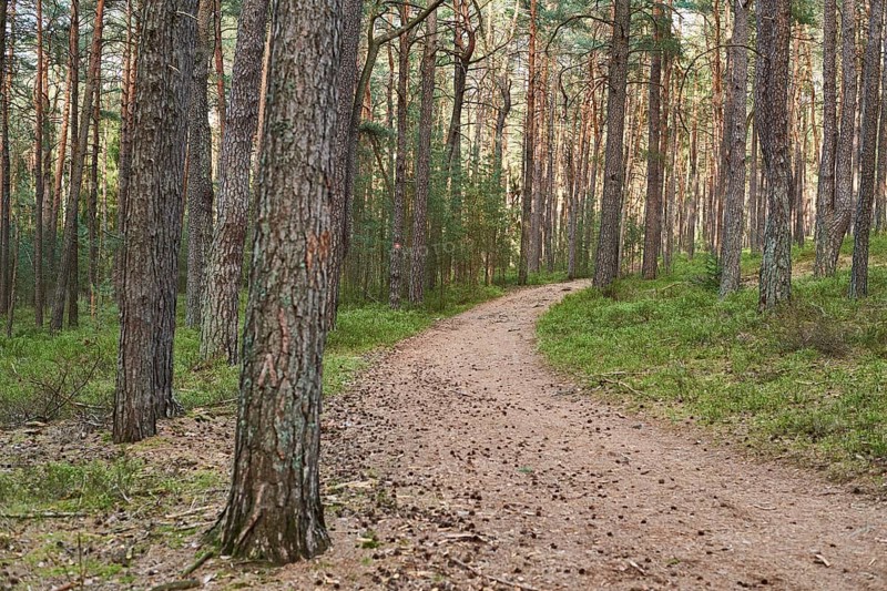 Trail going throug European red pine (Pinus sylvestris)