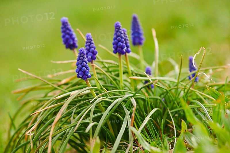 Common grape hyacinth (Muscari neglectum) blooming