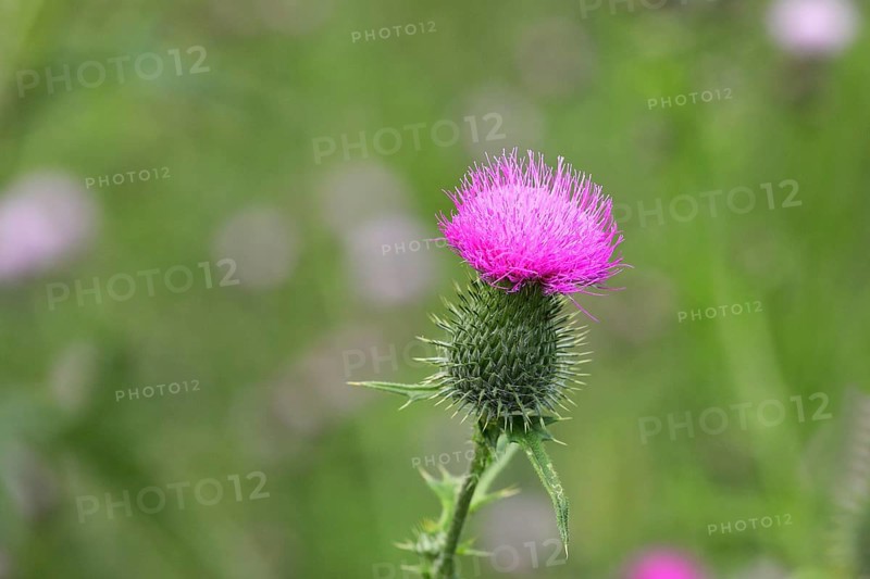 Spear Thistle (Cirsium vulgare)