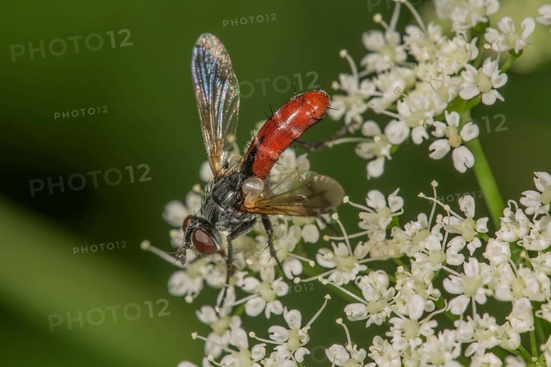 Parasitic fly (Cylindromya bicolor) on goutweed Ground elder (Aegopodium podagraria)