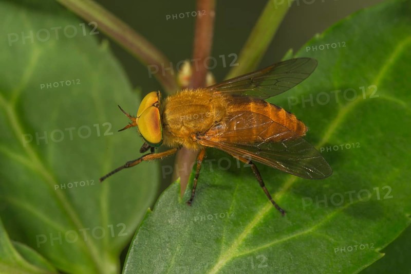 Gadfly (Silvius alpinus) female on a leaf