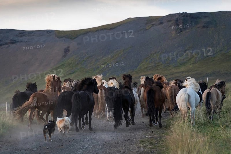 Dogs helping to round up Icelandic horses