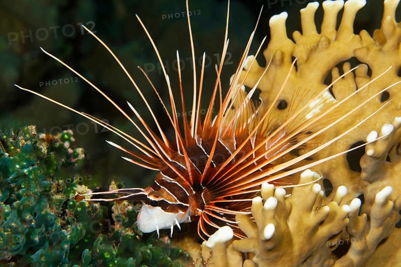 Radial firefish (Pterois radiata)