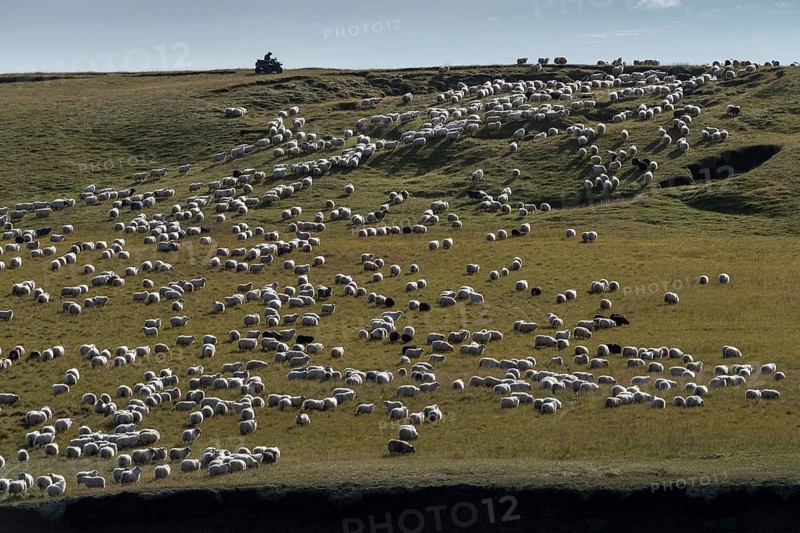 Domestic sheep (Ovis aries)