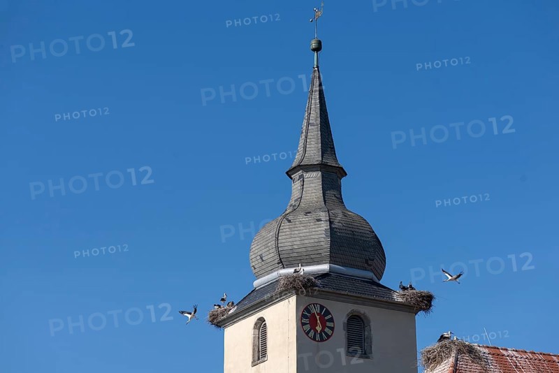 White storks nesting at the church tower