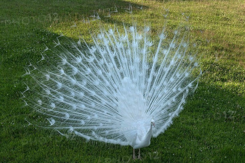 White peacock (Pavo cristatus mut alba) beats its wheel
