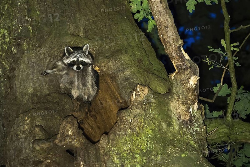 Raccoon (Procyon lotor) in front of its tree den