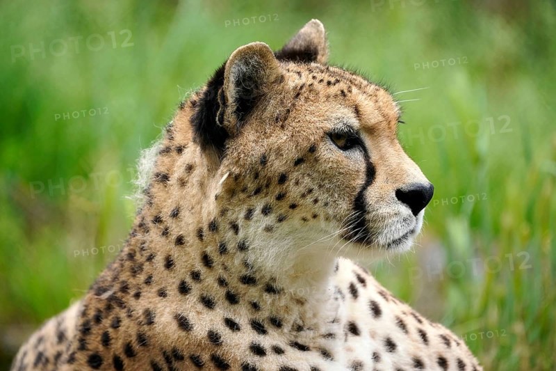 Sudan cheetah (Acinonyx jubatus soemmeringii)
