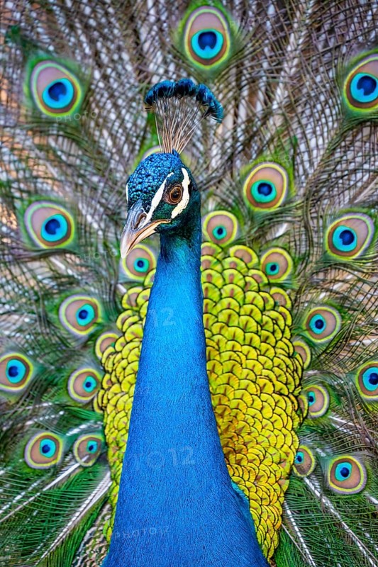 Peacock Indian peafowl (Pavo cristatus) beats wheel