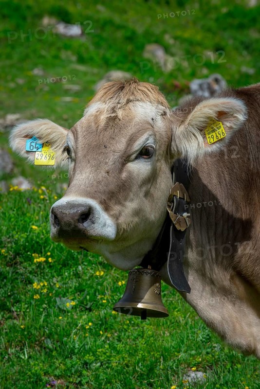 Tyrolean grey cattle on a pasture