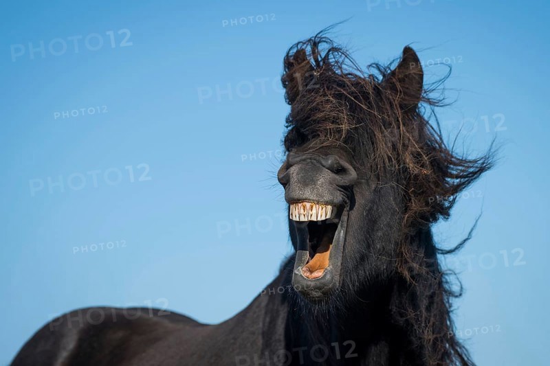Icelandic horse (Equus islandicus)