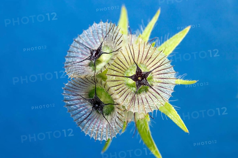 Star sphere (Scabiosa stellata)
