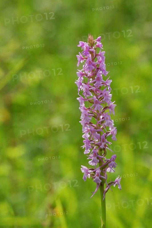 Fragrant orchid (Gymnadenia conopsea)