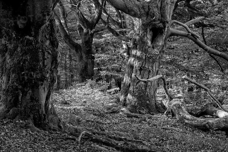Hute Oak in Halloh