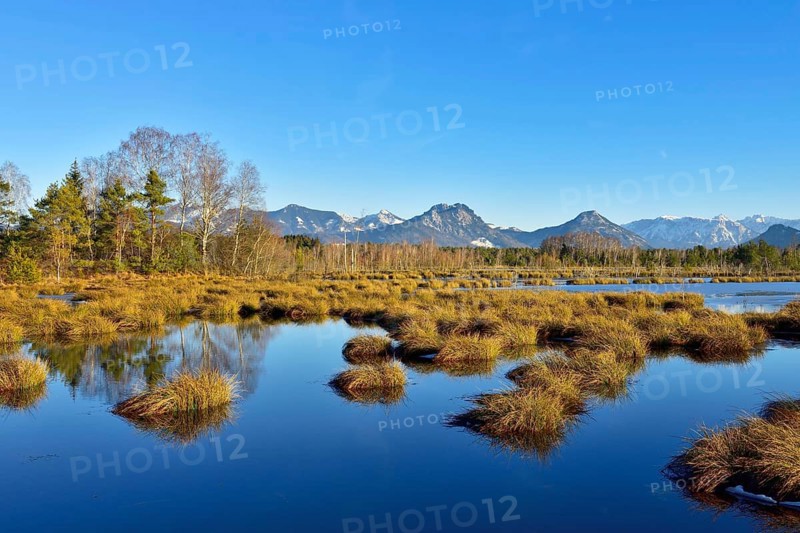 Water surface in moor landscape with birches Downy birch (Betula pubescens) and pines Scots (Pinus sylvestris) pine