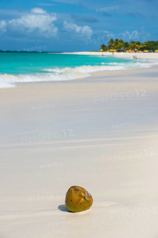Coconut on the world class Shoal Bay East beach