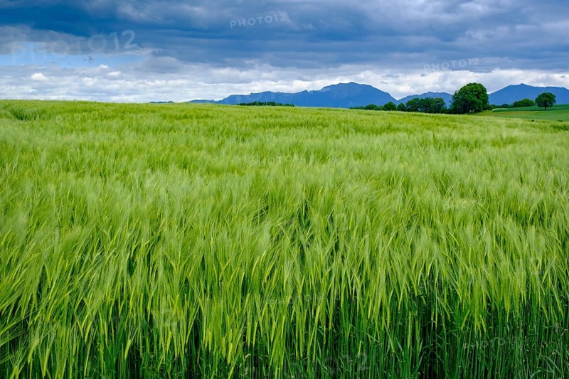 Cereal fields in front of the Benediktenwand