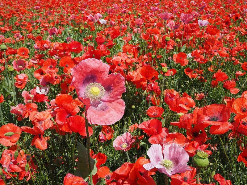 Poppy field