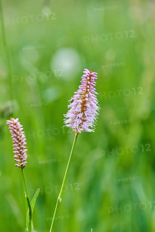 Common bistort or European bistort (Bistorta officinalis) blooming on a medaow