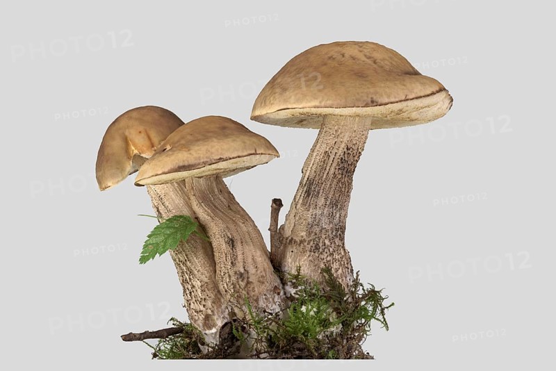 Leccinum griseum (Leccinellum carpini)